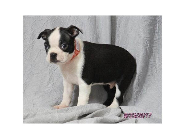 Boston Terrier DOG Male Black / White 11420 Petland Wichita, Kansas