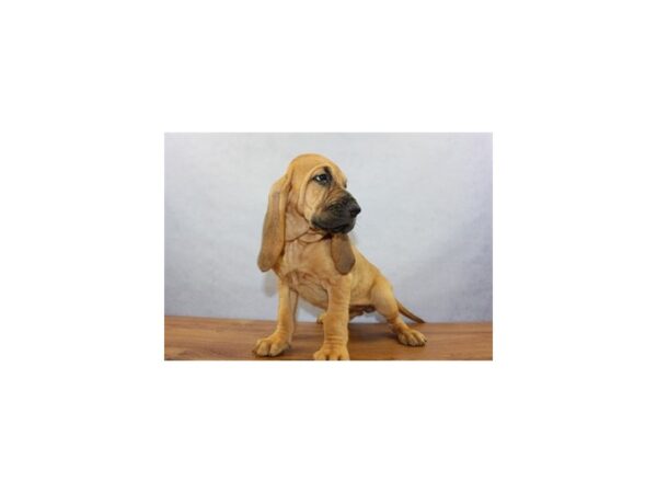 Bloodhound-DOG-Female-Red-11395-Petland Wichita, Kansas