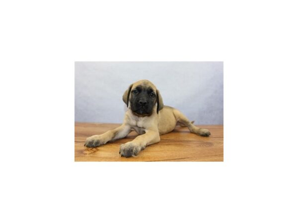 English Mastiff DOG Female Fawn 11402 Petland Wichita, Kansas