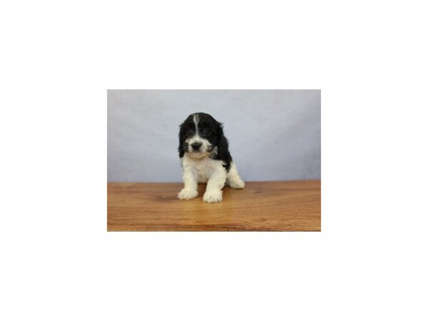 Cavachon-DOG-Male-Black and White-11405-Petland Wichita, Kansas