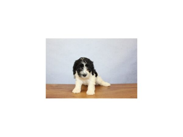 Cavachon DOG Female Black and White 11406 Petland Wichita, Kansas