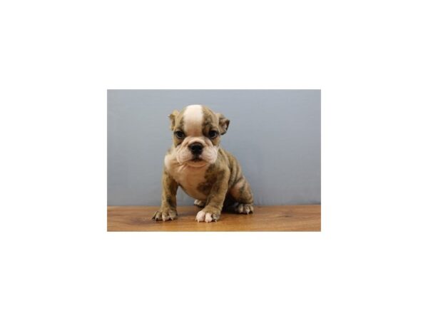 English Bulldog-DOG-Female-Red Brindle and White-11397-Petland Wichita, Kansas