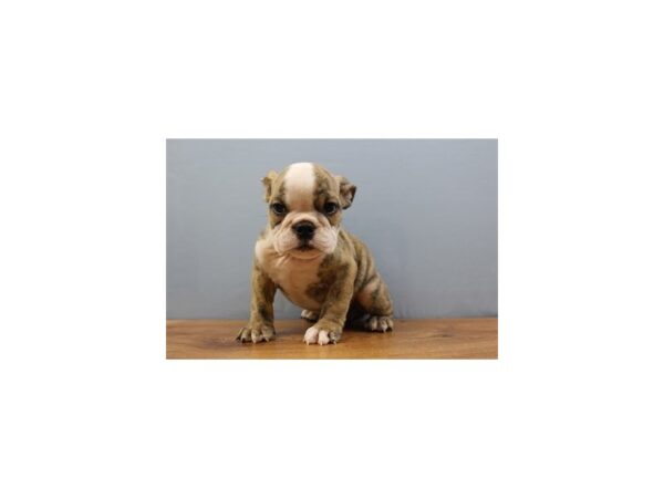 English Bulldog DOG Female Red Brindle and White 11397 Petland Wichita, Kansas