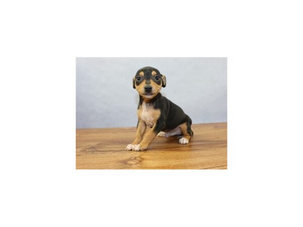 Rat Terrier-DOG-Male-Black White and Tan-11401-Petland Wichita, Kansas