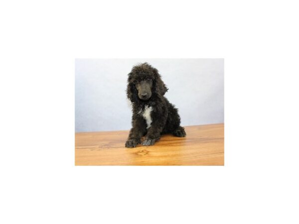 Standard Poodle DOG Female Black 11403 Petland Wichita, Kansas