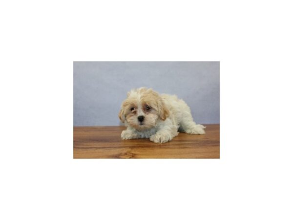 Shih -Poo DOG Female White and Apricot 11407 Petland Wichita, Kansas