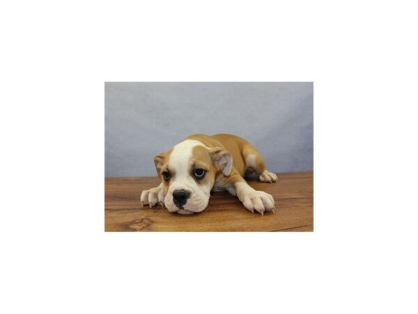 Old English Bulldog-DOG-Female-Red and White-11404-Petland Wichita, Kansas