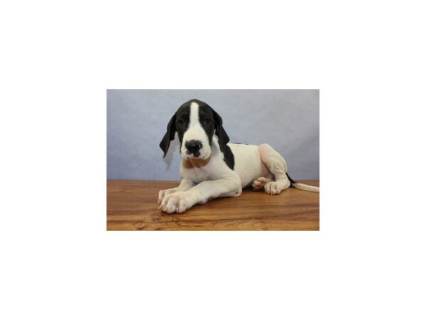 Great Dane DOG Female Black and White 11399 Petland Wichita, Kansas