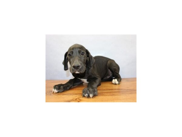 Great Dane DOG Male Black 11400 Petland Wichita, Kansas