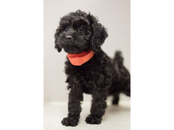 Cockapoo DOG Female Black 11423 Petland Wichita, Kansas