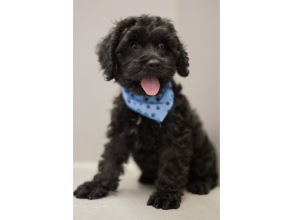 Cockapoo-DOG-Male-Black-11422-Petland Wichita, Kansas