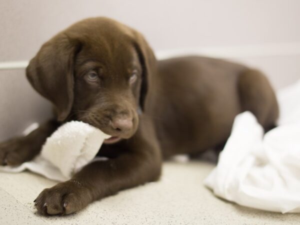 Labrador Retriever DOG Male Chocolate 11419 Petland Wichita, Kansas