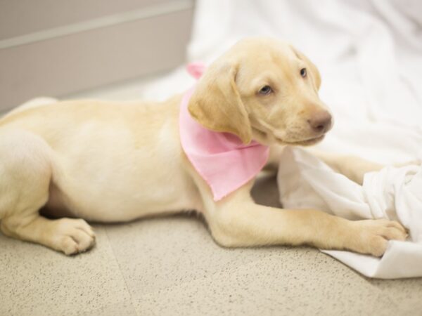 Labrador Retriever DOG Female Yellow 11418 Petland Wichita, Kansas