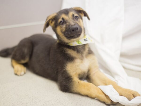 German Shepherd-DOG-Male-Black and Tan-11417-Petland Wichita, Kansas