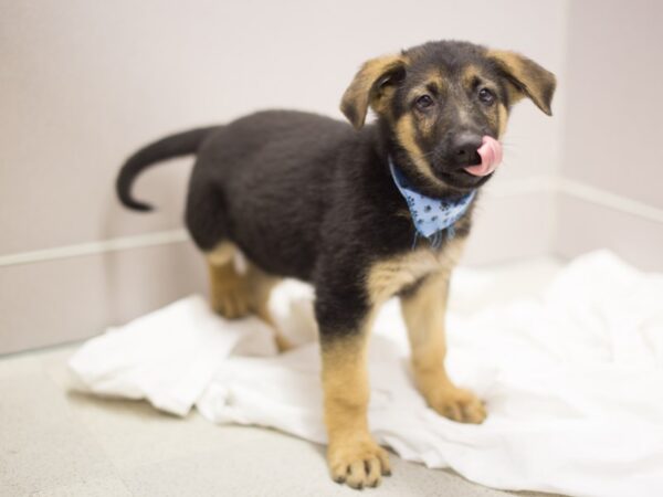 German Shepherd DOG Male Black and Tan 11416 Petland Wichita, Kansas