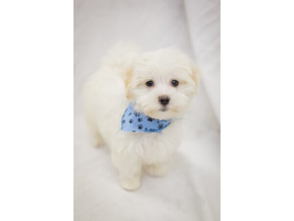 Maltese DOG Male White 11415 Petland Wichita, Kansas