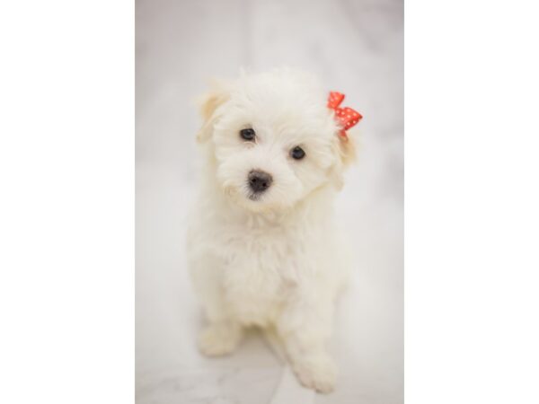 Maltese-DOG-Female-White-11414-Petland Wichita, Kansas