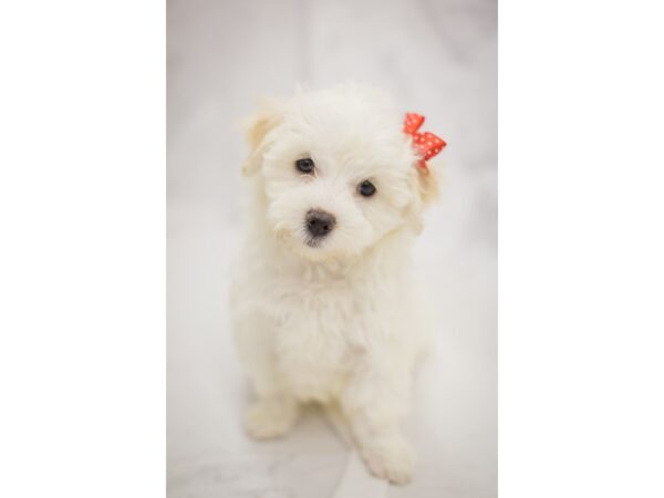 Maltese DOG Female White 11414 Petland Wichita, Kansas