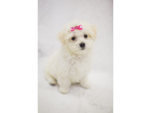 Toy MaltiPoo DOG Female White 11413 Petland Wichita, Kansas