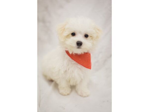 Toy MaltiPoo DOG Male White 11412 Petland Wichita, Kansas