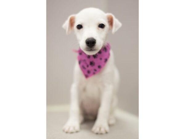 Jack Russell Terrier DOG Female White with Black Freckles 11411 Petland Wichita, Kansas