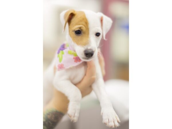 Jack Russell Terrier DOG Female White with Tan Patches 11410 Petland Wichita, Kansas