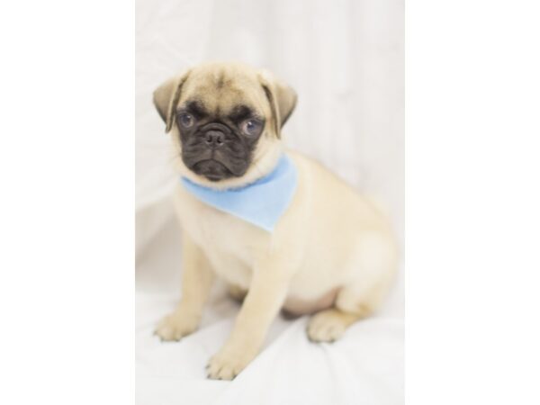 Pug-DOG-Male-Fawn-11409-Petland Wichita, Kansas