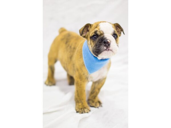 English Bulldog DOG Male Red Brindle and White 11394 Petland Wichita, Kansas