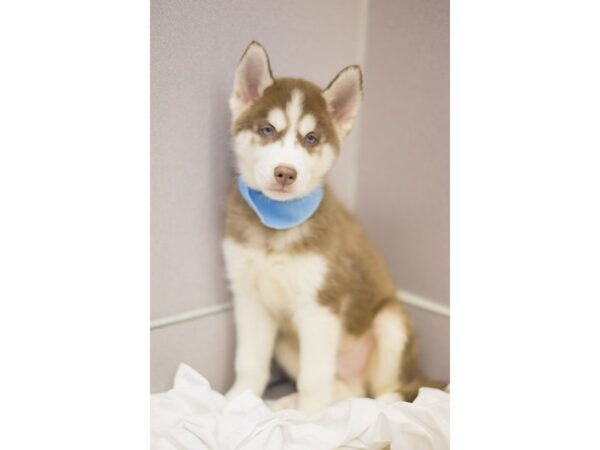 Siberian Husky DOG Male Red and White 11393 Petland Wichita, Kansas