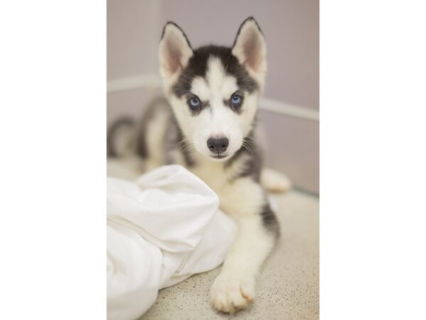 Siberian Husky DOG Female Black and White 11392 Petland Wichita, Kansas