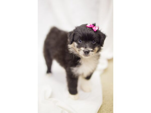 Miniature Australian Shepherd DOG Female Black with Blue Merle 11389 Petland Wichita, Kansas