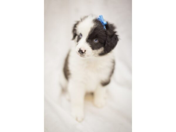 Miniature Australian Shepherd DOG Female Blue Merle 11388 Petland Wichita, Kansas