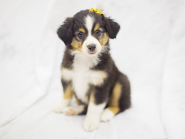 Miniature Australian Shepherd-DOG-Female-Tri Color-11386-Petland Wichita, Kansas