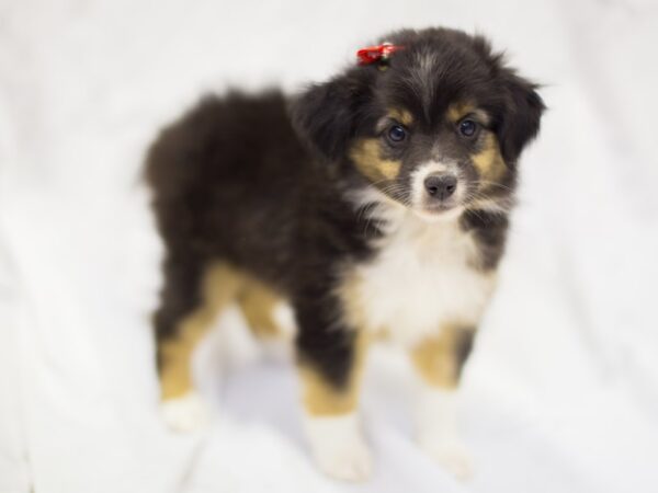 Miniature Australian Shepherd DOG Female Tri Color 11385 Petland Wichita, Kansas