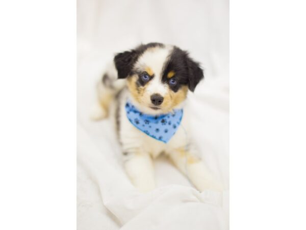 Miniature Australian Shepherd DOG Male Blue Merle 11383 Petland Wichita, Kansas