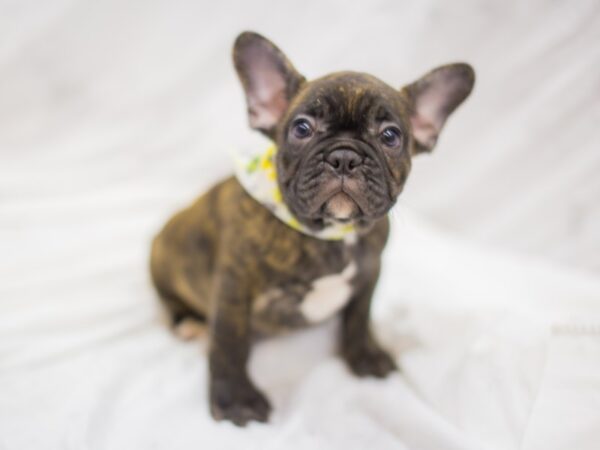 French Bulldog-DOG-Male-Brindle-11382-Petland Wichita, Kansas