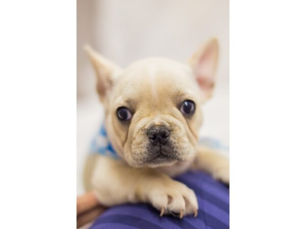 French Bulldog DOG Male White 11381 Petland Wichita, Kansas