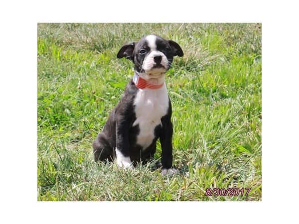 Boston Terrier DOG Female Black Brindle / White 11462 Petland Wichita, Kansas