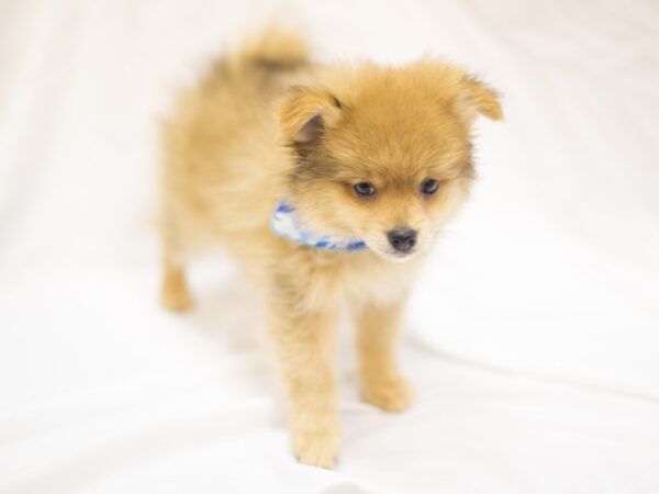 Pomeranian-DOG-Male-Red-11461-Petland Wichita, Kansas