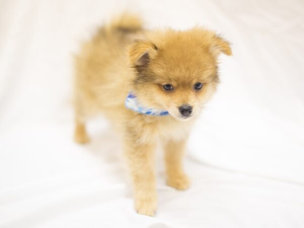 Pomeranian DOG Male Red 11461 Petland Wichita, Kansas