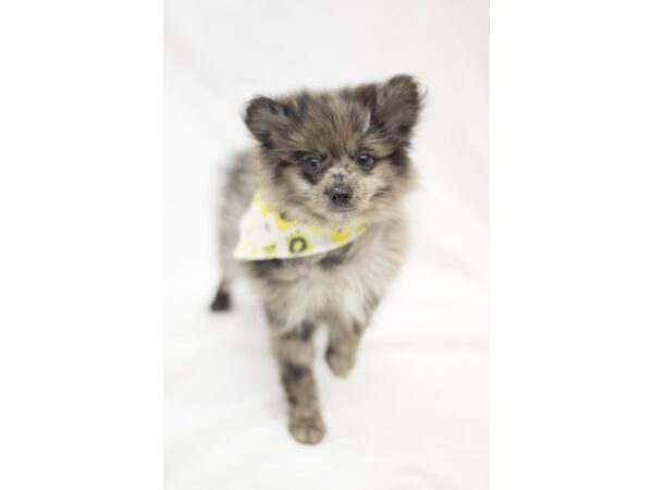 Pomeranian DOG Male Blue Merle 11460 Petland Wichita, Kansas