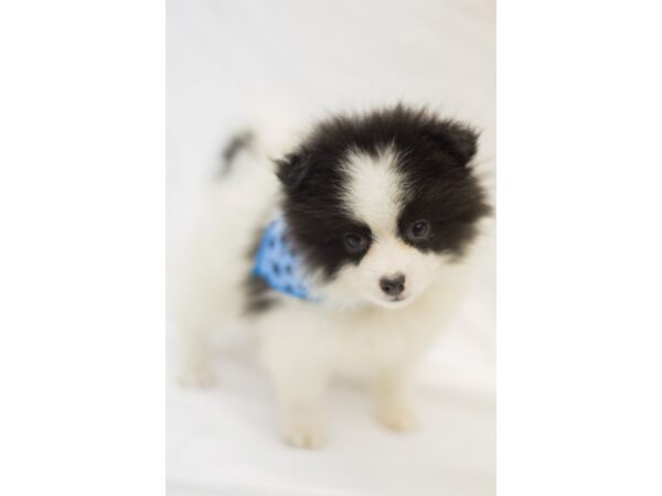 Pomeranian-DOG-Male-Black and White-11458-Petland Wichita, Kansas