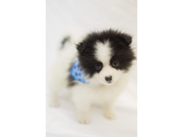 Pomeranian DOG Male Black and White 11458 Petland Wichita, Kansas