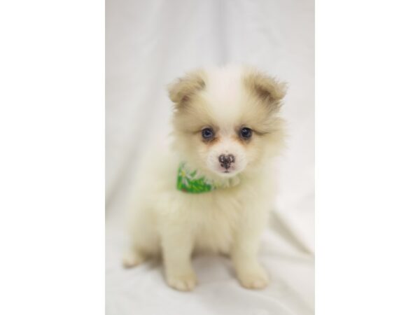 Pomeranian DOG Male Fawn and White 11459 Petland Wichita, Kansas