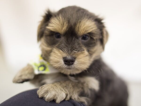 Morkie DOG Male Blue and Tan 11457 Petland Wichita, Kansas