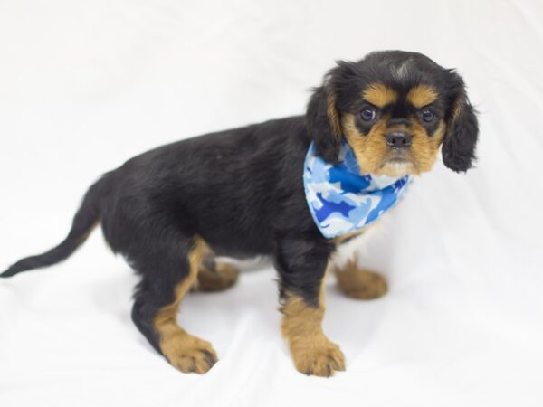 Cavalier King Charles Spaniel DOG Male Black and Tan 11456 Petland Wichita, Kansas