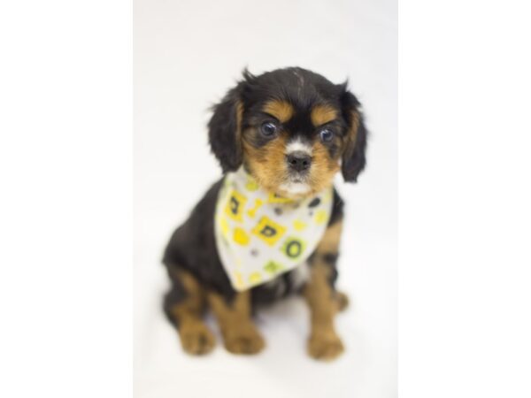 Cavalier King Charles Spaniel DOG Male Black and Tan 11455 Petland Wichita, Kansas