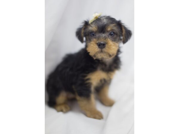 Yorkshire Terrier DOG Female Black and Tan 11454 Petland Wichita, Kansas