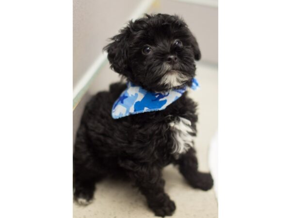 Havapoo DOG Male Black and White 11453 Petland Wichita, Kansas