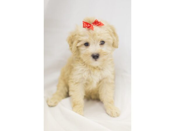 Havapoo DOG Female Blonde 11452 Petland Wichita, Kansas